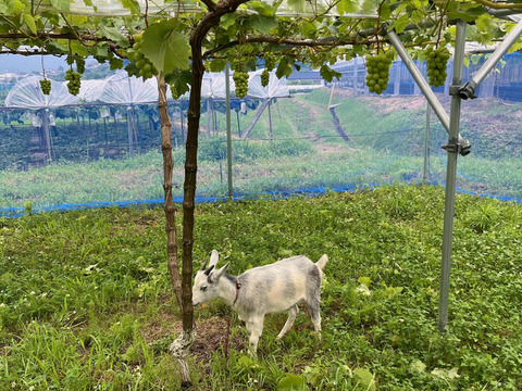 濃厚な甘さとコク！岡山県オリジナル品種「オーロラブラック」