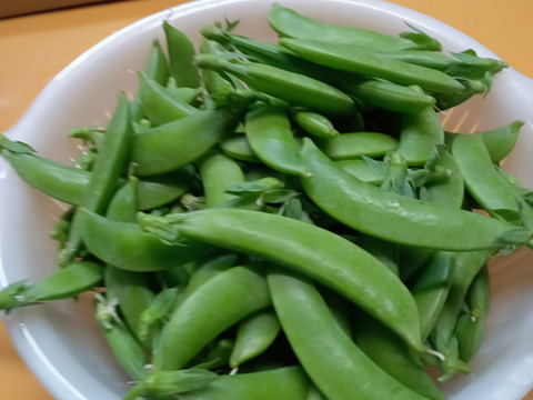 シャキシャキ甘い！沖永良部島産スナップエンドウA品　500ｇ