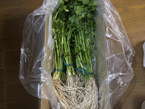 三関せり 1000g 秋田 鍋 セリ鍋 きりたんぽ鍋  天ぷら  せり 三関産せり しゃぶしゃぶ セリ 家庭 ギフト お歳暮 クリスマス すき焼き 家庭 雑煮 七草