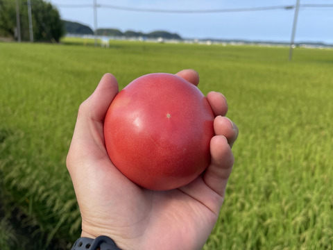 追熟を楽しむ♫ 朝採れ！大玉トマト  4.0kg以上【千葉県旭市産】