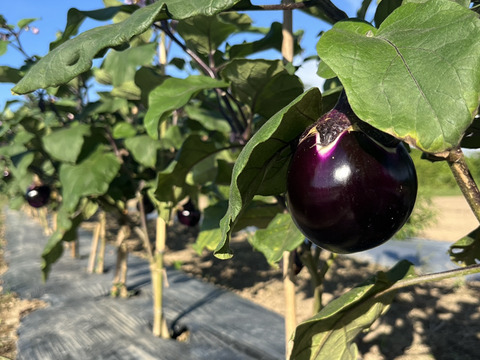 メランツアーネ･ビステッカ　6個入