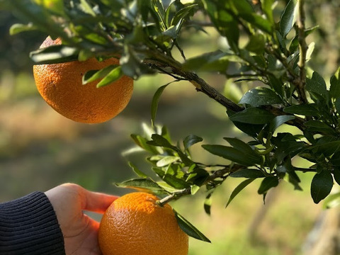 甘さ際立つ、冬のごほうび柑橘【津の輝き】2ｋｇ