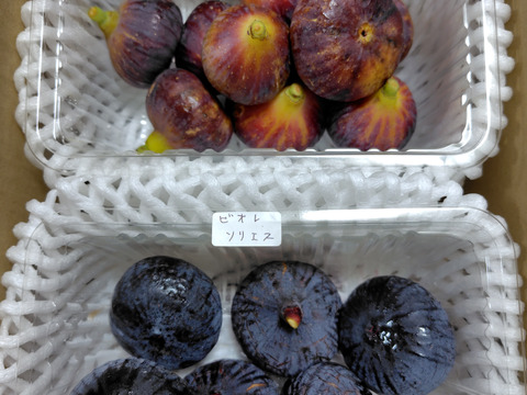 西洋いちじく2品種詰め合わせ ロードス　ビオレソリエス 約300g×2パック　 【栽培期間中農薬.化学肥料不使用】