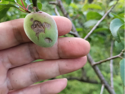 【1口500円】令和7年 雹（ひょう）被害 生産者応援チケット