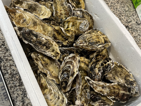 【期間限定10％値引き販売中】🦪 生食用４ｋｇ 殻付き 牡蠣 （28〜55粒）牡蛎 殻付き牡蛎 kaki カキ 松島牡蠣屋 BBQに最適🔥 海産物 オイスター 😋生牡蠣