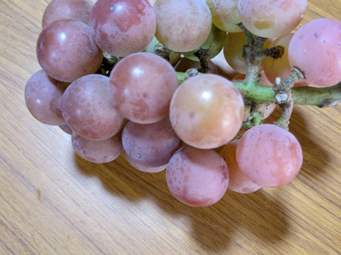 家庭用大粒ぶどうおまかせセット