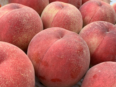 白桃！！1.5㎏(3－6玉）