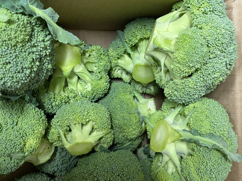 渥美半島産　カットブロッコリー