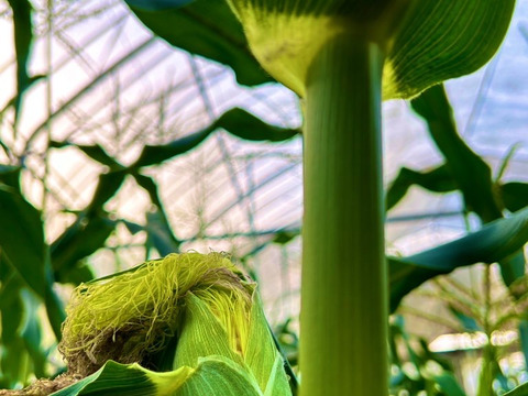 寒暖差20℃で栽培した幻のトウモロコシ