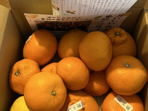 【柑橘食べ比べ】甘～いみかん！お手頃価格で食べきりサイズ！旬のこだわり柑橘をまるごと楽しむ！３～５種類入り！何の品種が入っているか「お楽しみかん」 ご家庭用　約2kg入【商品番号999】