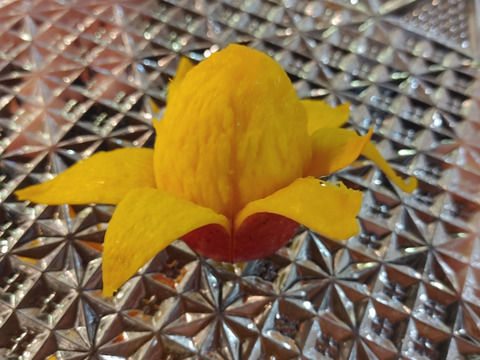 とろーり甘い！名護市最北端 イナミファームの家庭で楽しむ ミニマンゴー  1.5ｋg