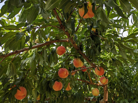 朝採り発送！小布施の【あかつき】自家用3キロ