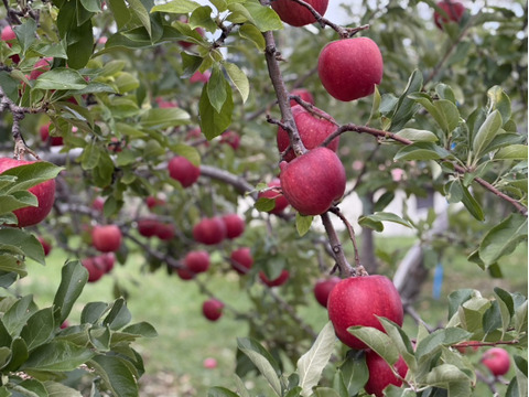 特別栽培りんご『千秋』A品・5㎏