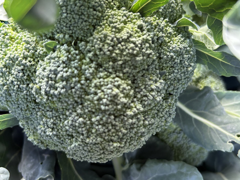 旬‼︎  ブロッコリー　8株