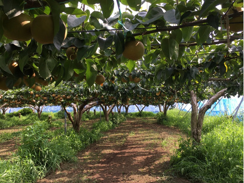 【贈答用】大玉  幸水 5kg 9〜10玉入り