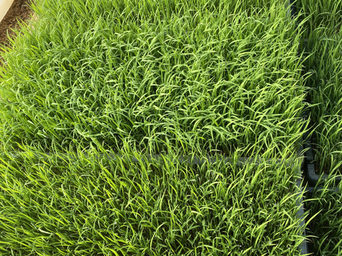 【令和7年新米】天日干し　コシヒカリ2kg