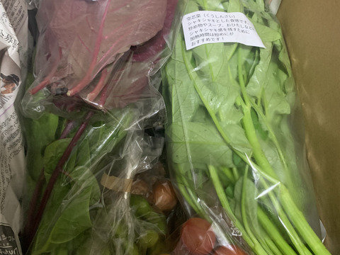 富士山麓！自然栽培野菜セット(なにもいれない）野菜たち10品
