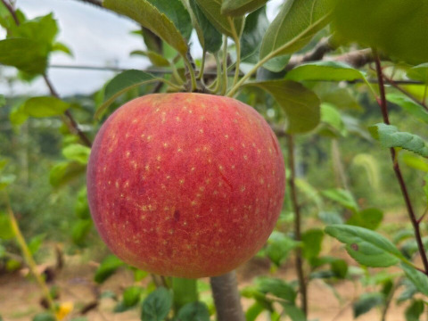 シナノリップ 3kg(L～Sサイズ)  贈答用 信州安曇野産りんご  長野県オリジナル品種