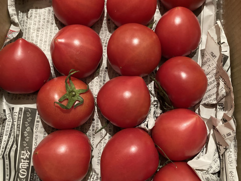 毎食トマト！バクバク食べちゃう栄ちゃんトマト　食べやすい小さめサイズ