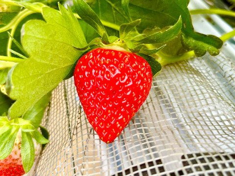 ビタミンCたっぷり！船橋産完熟いちご【おいCベリー】230g×2p