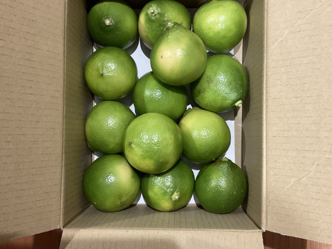 ベルガモット　１．８ｋｇ入り