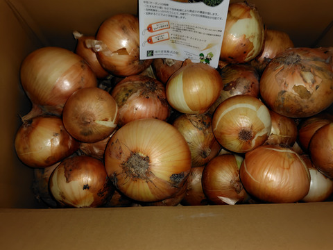 【数量限定特別価格】【数量限定：大家族・飲食店応援企画】淡路島産玉ねぎ訳あり10ｋｇ