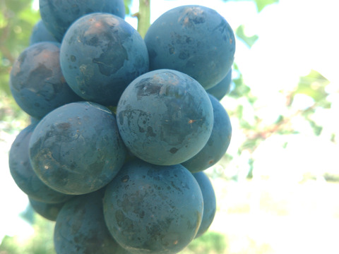 ◇◆◇◆◇◆お試し◆◇◆◇◆◇
R7年産#種なし#皮ごと食べれる！　【ぶどうナガノパープル 長野産】