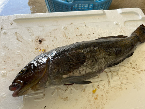 【青森県佐井村直送】おまかせ鮮魚ＢＯＸ　約３キロ