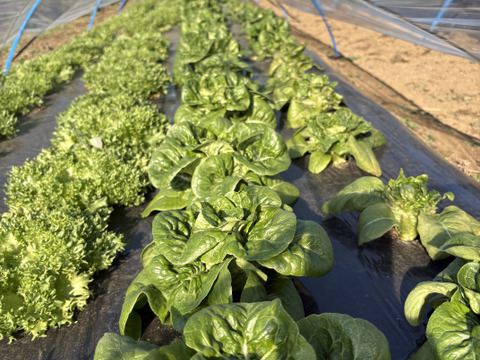 春夏秋冬、山から届くシェフの育てた野菜セット