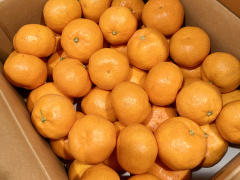 トロッとまろやか完熟早生みかん‼︎宮川早生【贈答用】　5kg