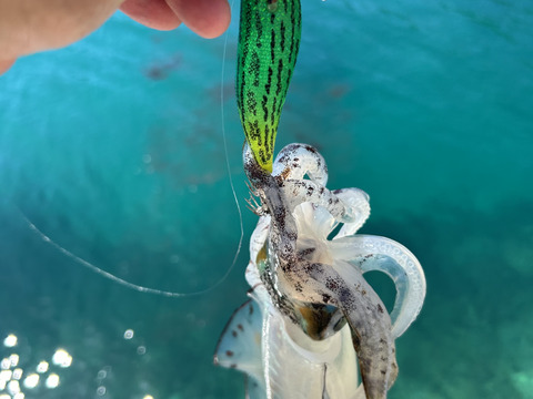 今だけ ✨️季節限定 
五島列島産 海の幸 詰め合わせセット✨
旬の魚バラエティ
何が入るかお楽しみ！！