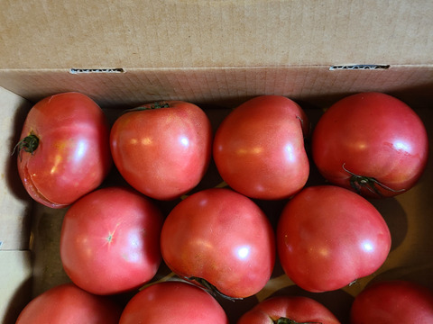 (Sｾｯﾄ）夏の贅沢！清涼感あふれる王道トマト2kg