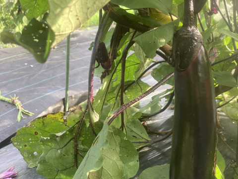 長くて柔らか食感！【筑陽ナス】１kg　詰め合わせ