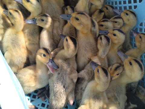 「有機JAS認証　丹波篠山アイガモ米」こしひかり玄米５Kg