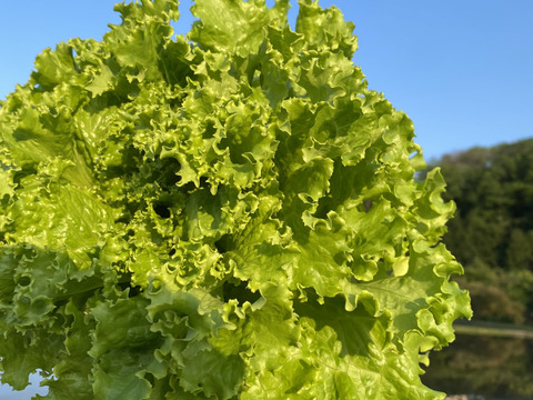 2kg【数量限定】農薬不使用のリーフレタス！今だけの柔らかいレタスが食べれる！