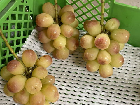 ぶどうミックス☆シャインマスカットとその他のぶどう☆　種無し・皮ごと　９月下旬から発送