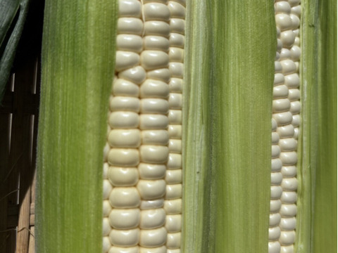 【淡路島から朝どりでお届け！】朝摘み真珠とうもろこし【淡路島の白い宝石】