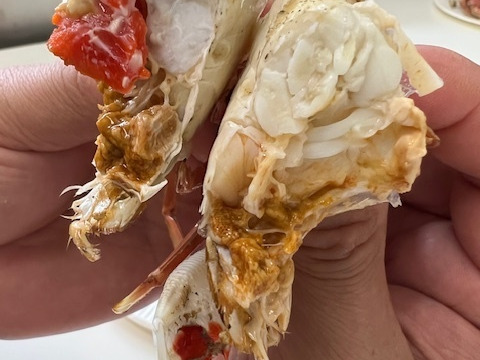 予約受付中‼️年末年始用　　
リキッド冷凍蒸しヒラツメガニ　3〜５匹
蒸し前　500g位(3〜5匹)