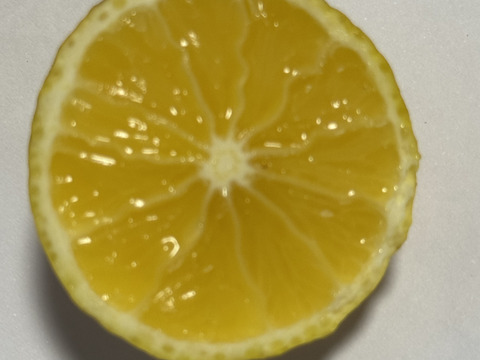 黄金柑（ゴールデンオレンジ）