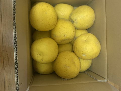 【おおだま】さわやかな酸味と甘み！暑い季節は宇和ゴールド（河内晩柑）（８ｋｇ）想像よりもデカいです。