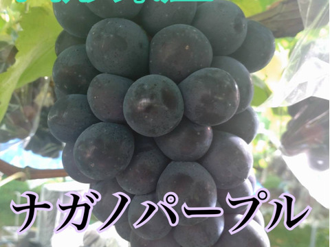 山形県産　ナガノパープル　500ｇ×2Ｐ