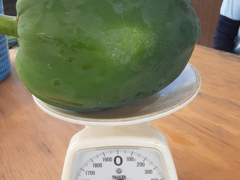 1点限り‼青パパイヤ❣　(農薬不使用栽培)2kg