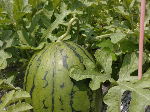 皮のふちまでシャリシャリ甘い！にしまるスイカ(小玉西瓜)　２玉入り(約４kg以上)