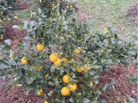 【防腐剤・ワックス不使用】皮までおいしいマイヤーレモン　和歌山県産　1キロ 秀品から傷アリまで混合です。