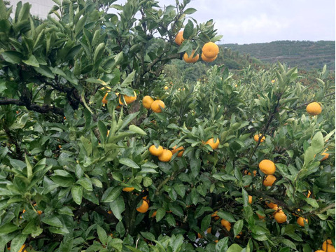 残りわずか・・・愛媛県西宇和産【真穴みかん】10kg　西宇和みかん