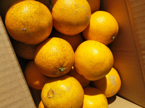 【期間・数量限定】訳あり大三島ネーブルオレンジ(5kg)