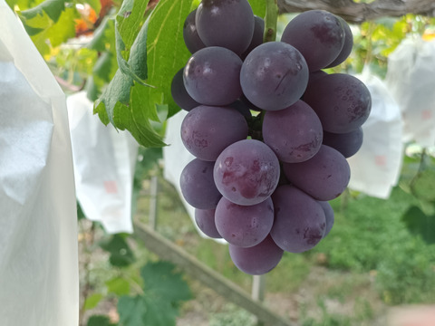 岡山県産ピオーネ粒1kg(500g×2)