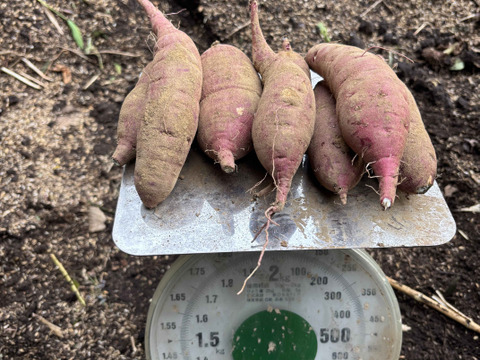 【サツマイモ】★紅はるか Sサイズ★1kg★農薬、化学肥料不使用★自然な甘み！