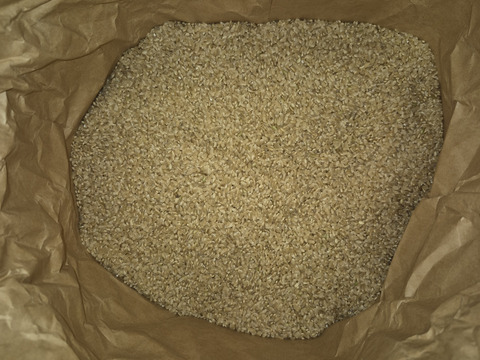 新米 新潟県産コシヒカリ(玄米) 30kg  令和7年産