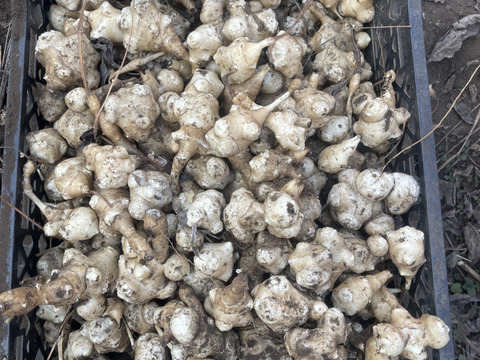 【栽培用】菊芋の種芋｜春植え向け